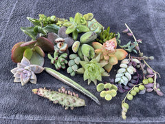 25 Assorted Succulent Cuttings | Variety Pack | Ideal for DIY Projects | Perfect for Home Decor | Free Shipping