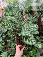 Calathea Makoyana Peacock Plant - Rooted in 6 Inch Pot - Indoor Tropical Houseplant