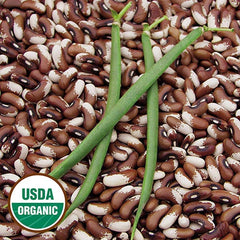 Organic Painted Pony Beans - 10 Seeds - Stringless Pods - Bush Snap or Dry - Heirloom Variety