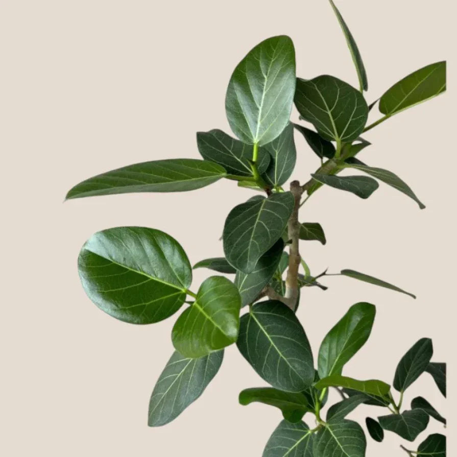 Live Benjamina Audry Plant - 5-7" Tall - Rooted Indoor/Outdoor Hardy - Ficus benjamina