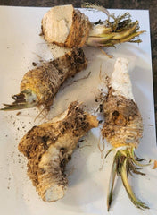 Organic Horseradish Root Pieces for Planting, Cochlearia armoracia, Non-GMO, Heirloom, Fresh Herb Gardening