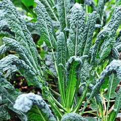 Lacinato Kale Seeds - Heirloom Non-GMO Tuscan Italian Dinosaur Kale - Brassica oleracea var. sabellica