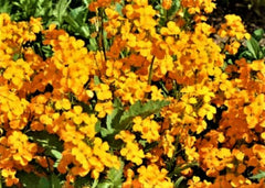 Siberian Wallflower Seeds - 200+ Non-GMO Seeds for Planting - Erysimum x cheiri - Buy 4 Get Free Shipping