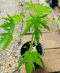 Organic Dwarf Papaya Plants 10" - Solo Hawaiian Tropical Fruit Trees - Carica papaya (2PCS)