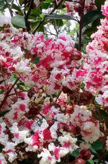 Crape Myrtle Cuttings - Rare Variegated Dark Pink & White - Lagerstroemia indica 'Queens Lace' - Fresh Cuttings