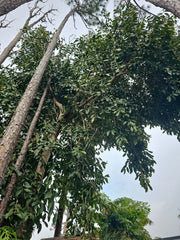 Jamun Jambhul Fruit Tree Cuttings - Syzygium cumini - Indian Wax Apple - Java Plum - 3 Premium Cuttings
