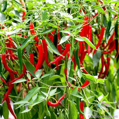 Skyline Red Hot Pepper Seeds - 25+ Count - Capsicum annuum - Ideal for Garden Planting - USA