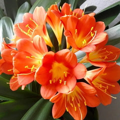 Live Clivia Miniata Plant, 2-4 Years, Bush Lily, Orange Flowers, Evergreen, Well Rooted