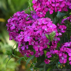 200+ Joly Purple Carnation Seeds for Garden Planting - Dianthus caryophyllus - USA Grown, Non-GMO, Free Shipping