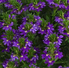 Scaevola Touch Indigo Live Plugs, 4 Baby Plants, Semi-Trailing, Scaevola aemula, Purple-Blue Blooms, Heat Tolerant