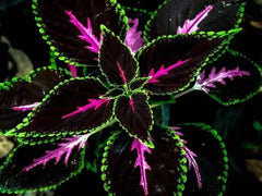 Purple Dragon Coleus Seeds - 25+ Pack for Garden Planting - Colorful Foliage - Coleus blumei