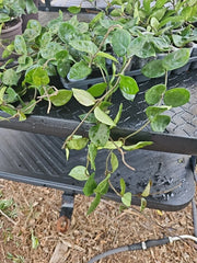 Hoya Carnosa Krinkle 8 Chelsea Live Plant 3" Pot - Rare, 16"+ Long, Indoor Houseplant