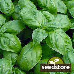 Sweet Basil Seeds - Heirloom Non-GMO Herb Seeds - Ocimum basilicum - Free Shipping