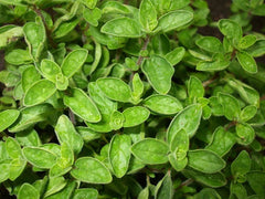 Greek True Oregano Seeds - Non-GMO Herb Seeds for Gardening - Origanum vulgare subsp. hirtum - Shipped with Tracking