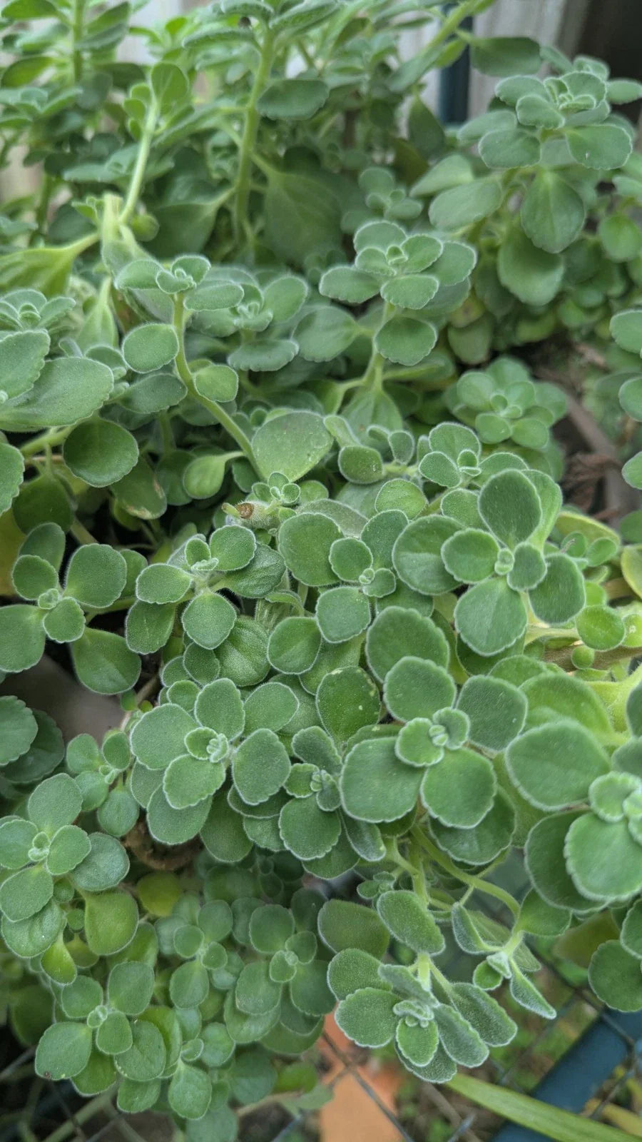 Plectranthus Tomentosa Vicks Live Plant - Aromatic Herbal Variety, Indoor Houseplant, Non-Shippable to CA