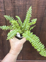 Boston Sword Fern Live Plant Bare Root - Nephrolepis exaltata - Same Plant As In Pictures, Healthy & Vibrant Green Foliage