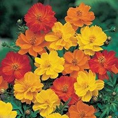 Cosmos Seeds - 1000 Pack - Bright Lights Mix - Yellow/Orange/Red - Cosmos sulphureus