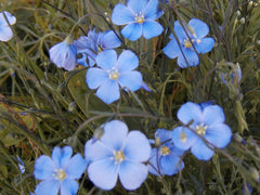 Flax Seeds 1000 Count - Blue Perennial Flower - Linum usitatissimum - GroCo USA - Ships Free with Any 15 Purchase