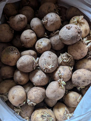 Kennebec Medium Seed Potatoes for Planting - Organic White Potato Tubers
