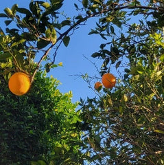 Valencia Sweet Orange Tree Cuttings Bud Stick - Grafting Material - Citrus sinensis - 10 High-Quality Cuttings