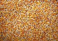 Whole Kernel Corn 10 lbs Yellow Non-GMO Zea mays Grown in Iowa
