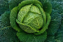 Savoy Perfection Cabbage Seeds - 1000+ Heirloom Non-GMO Fresh Seeds - Brassica oleracea var. capitata