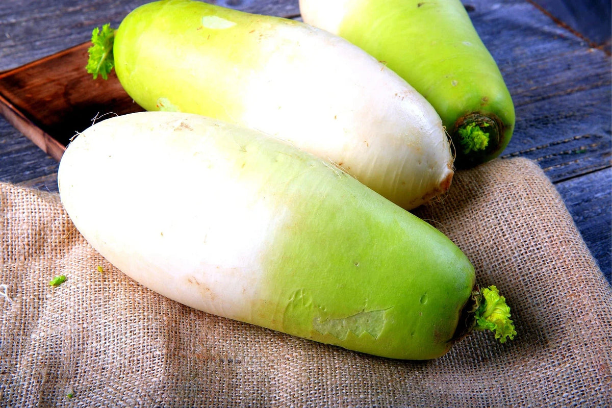 Korean Radish Seeds - 100+ Seeds - Rare Garden Vegetable - Raphanus sativus var. longipinnatus