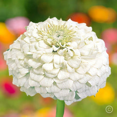 White Zinnia Seeds - 100+ Polar Bear Variety - Double Flowered - Attracts Bees, Butterflies & Birds - Zinnia elegans
