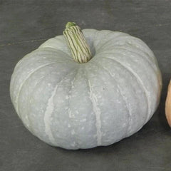 Silver Moon Pumpkin Seeds | 10 Seeds Packet | Silver Stacker Variety | Cucurbita pepo