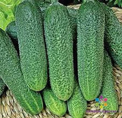 Harmonie Cucumber Seeds - 25+ Count - Garden Variety - Cucumis sativus - USA Grown
