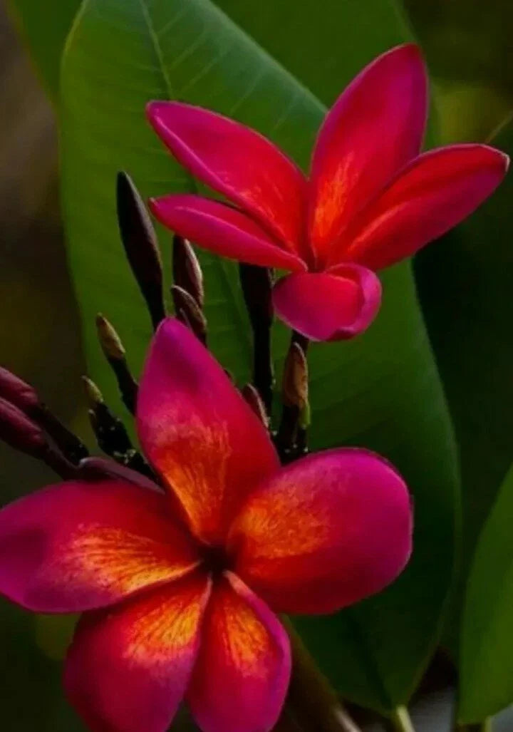 Red Root Plumeria Plant in 3-Inch Pot | Live Tropical Flowering Plant | Plumeria Rubra Variety