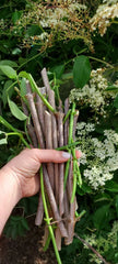 Fruit Tree Cutting Scion - Fig, Mulberry, Apricot, Elderberry, Cherry, Plum, Peach, Pear - Prunus & Morus Species