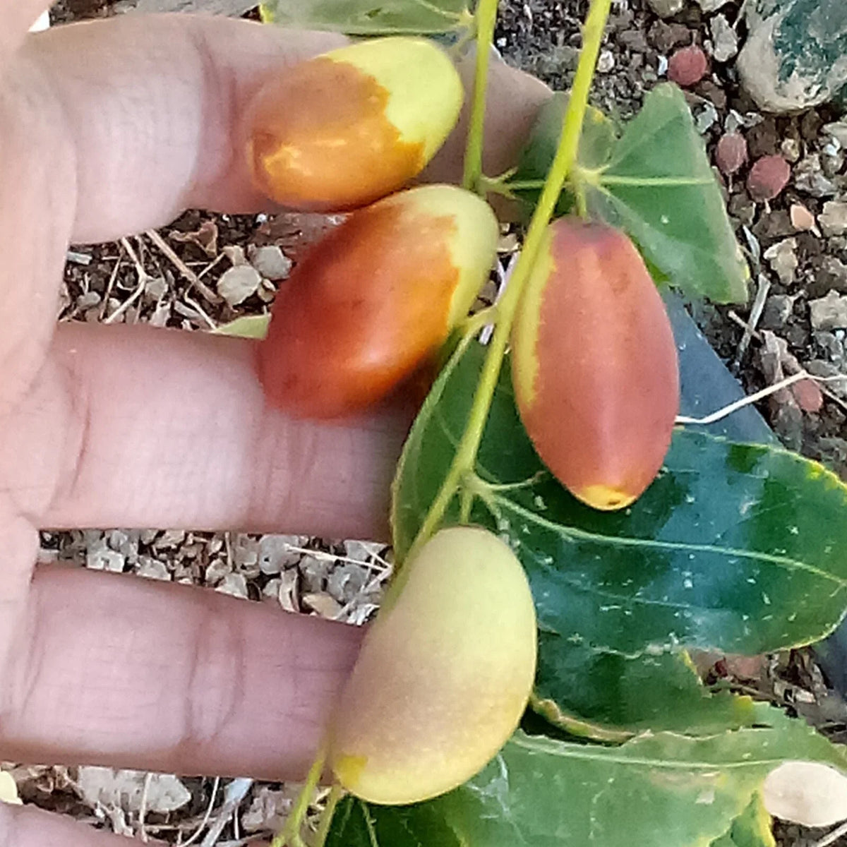 Tsao Jujube Tree Cutting 8" Thin Scion Wood for Grafting - Ziziphus jujuba - NO-Root