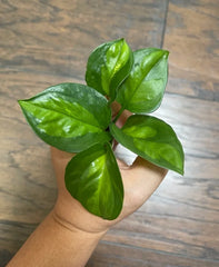 Global Green Pothos Cuttings (x5) - Epipremnum aureum - Indoor Plant Propagation, Houseplant, Easy Care, Green Foliage