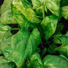 Giant Noble Spinach Seeds - 2,000 to 5,000 Count - High-Quality Spinacia oleracea Seeds for Home Garden
