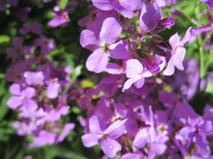 Evening Scented Stock Seeds - 500 Count - Pink Purple - Matthiola longipetala - GroCo USA - Buy 15 Ships Free