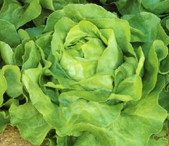 White Boston Lettuce Seeds 600+ Non-GMO Butterhead Lactuca Sativa - USA Grown, Free Shipping