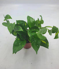 Golden Devil Pothos Plant - 4 Inch Pot - Air Purifier - Epipremnum aureum