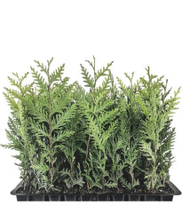Emerald Green Arborvitae Trees - 5 Starter Plants, Thuja occidentalis 'Emerald Green', Landscape Privacy Shrubs, 10-15 ft Height