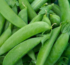 Sugar Snap Pea Seeds - Fresh Non-GMO Organic Pea Seeds - Pisum sativum