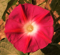 Morning Glory Seeds - Scarlett O'Hara Variety - Non-GMO for 2025 Planting - USA Garden