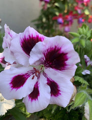 Rare Purple Geranium Cuttings, 2 Perennial Cuttings, Bright Purple, Geranium 'Rozanne'