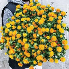 Zanzibar Carthamus Seeds - 20 Organic Seeds - USA Grown - Free Shipping