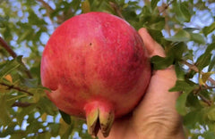 Organic Salavatski Pomegranate Unrooted Cuttings - 6 Fresh Cuttings, 6” Long, Edible Fruit, Gardening
