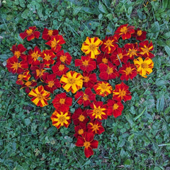 Ildkongen Marigold Seeds - 25+ Pack for Garden Planting - Tagetes erecta - USA