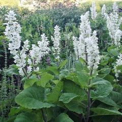 Clary Sage Seeds 200 Non-GMO White Swan Salvia for Birds Butterflies Pollinators