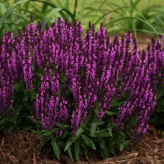 Bumbleberry Salvia Seeds - 50 Perennial Flower Seeds for Butterfly Gardens - Salvia spp.