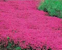 Creeping Thyme Seeds 600 Count Scarlet Red Ground Cover Perennial for Rock Garden (Thymus serpyllum)