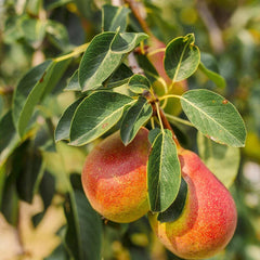 Forelle Pear Seeds - Edible Pyrus Pyrifolia Fruit Tree Seeds for Home Garden