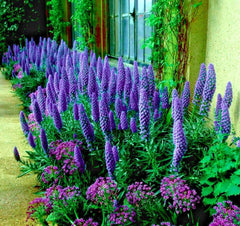 Pride of Madeira Flower Seeds - Blue Tower of Jewels - Echium fastuosum - Garden Plant Seeds for Pollinator Gardens